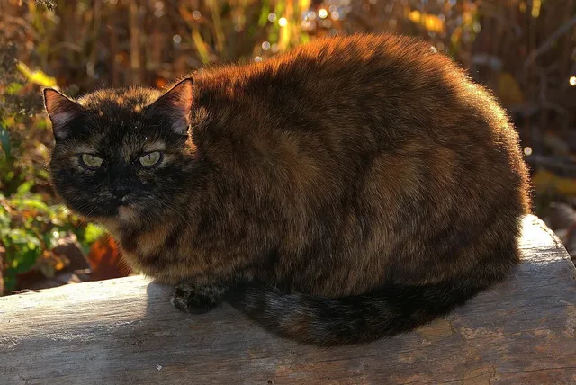 Romero the Cat