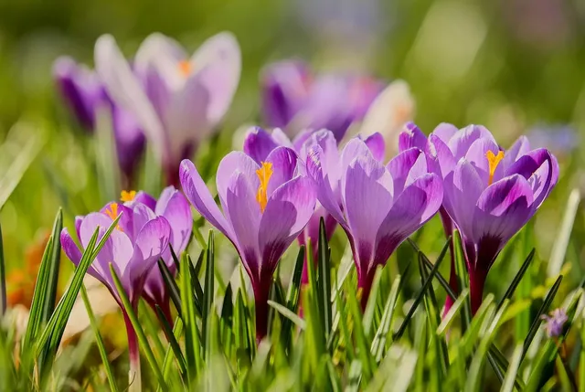 Purples
