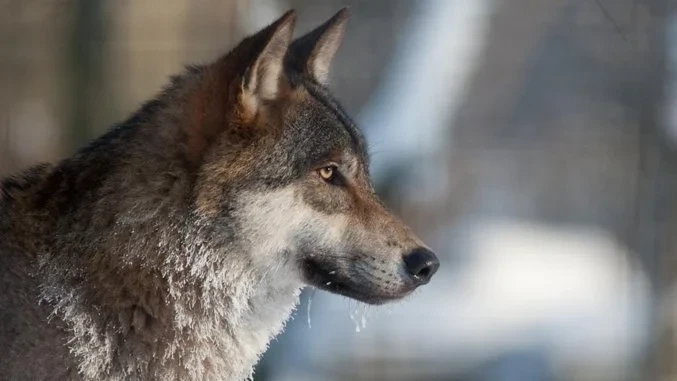 The infamous wolf! Roman uses this image every time he teaches Atmosphere. It allows him to see how a student interprets the placement of color and gives him, as a teacher, a benchmark on where the student is. Essentially, it's a teaching tool to understand how evolved the student's understanding is.  It's a brilliant idea. I'm probably going to steal this idea using my own photo of choice. The Massive Voodoo Wolf is Sacred! 